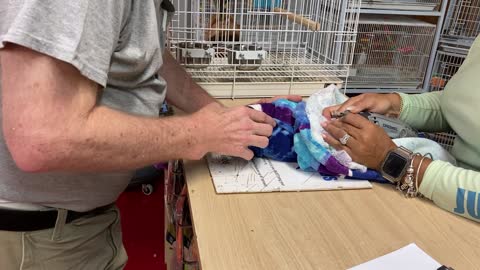 Amazon Parrot gets nails trimmed