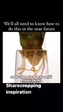 Get thrifty with your leftover food! Grow your own, easily!