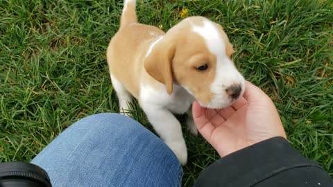 Frankie 6wk