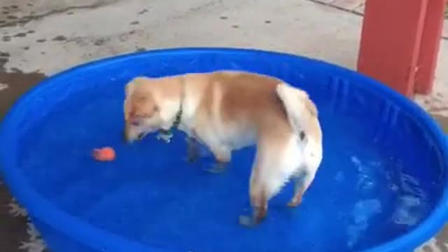 Curious Dogs Try to Catch Toy Fish Swimming in Water Tub