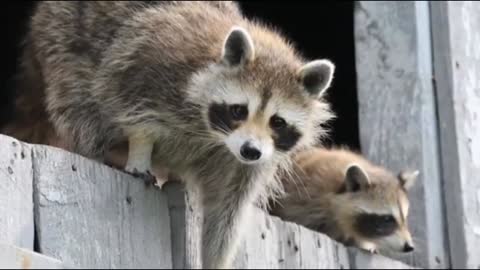 Raccoon bilupto animals