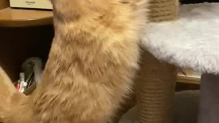 Scratching post