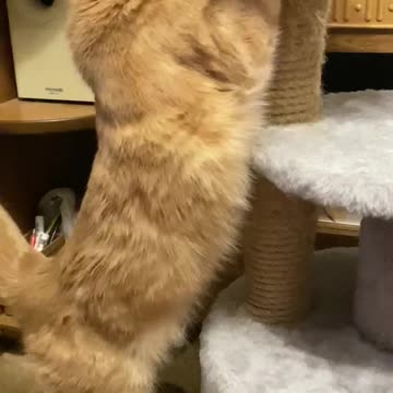 Scratching post