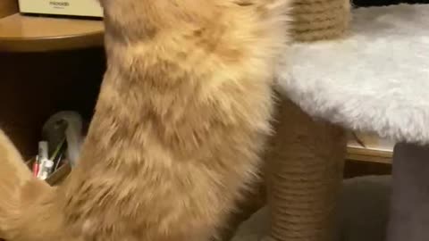 Scratching post