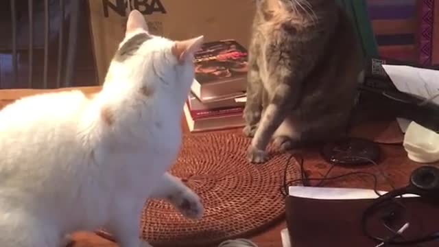 Funny videos animals Two cats fight the third one helps