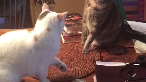 Funny videos animals Two cats fight the third one helps