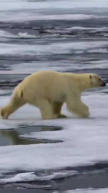 Escaping a Polar Bear- What You Need to Know
