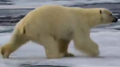 Escaping a Polar Bear- What You Need to Know