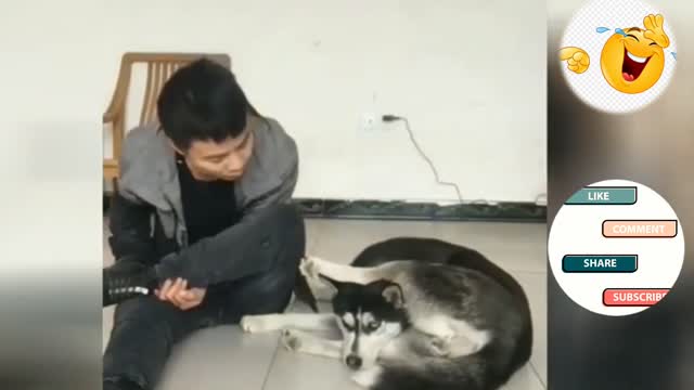 Funniest animals 2022/ funny animals compilation