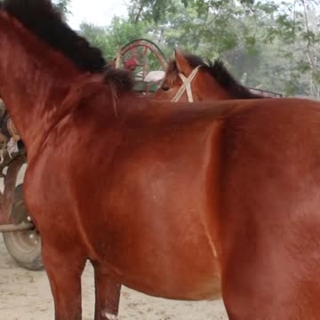 best horse funny moment