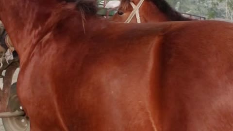 best horse funny moment