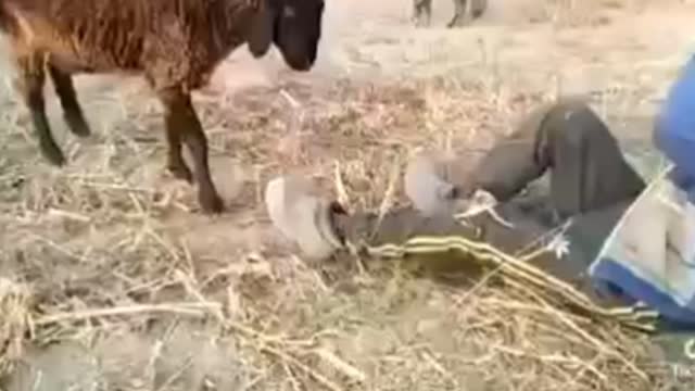 God And Man Fight Verry Funny Comedy Video
