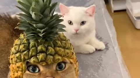 Cat funny video 2023