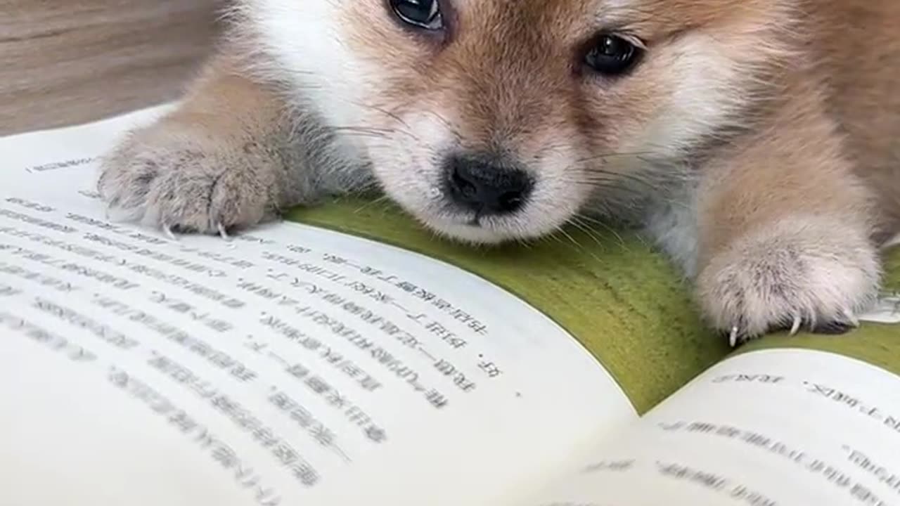 Xiaobao immersed in the ocean of books #Shiba Inu baby #豆Chai #小奶狗 #cutepet debut plan #Shiba Inu Douchi