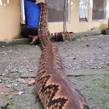 Bermain main dengan ular phyton terbesar di rumah