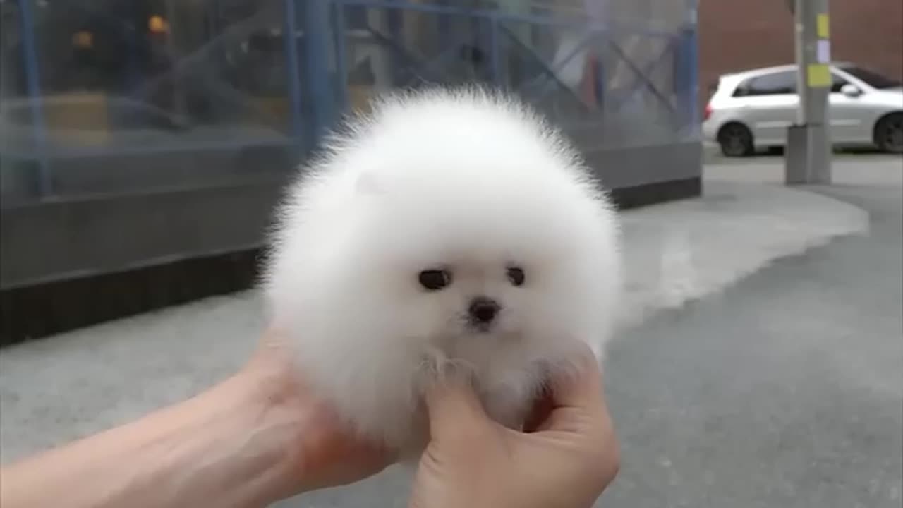 Cute white miniteacup Pomeranian puppy video.😘💖