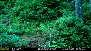 Cow elk and calf