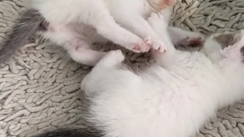 Baby cat doing fun with owner