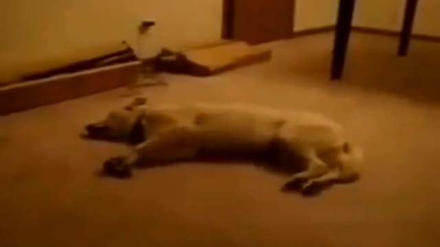 A funny dog ​​dreams that he is chasing a rabbit quicĺkly, but something happened ..