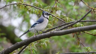 Common Bluejay