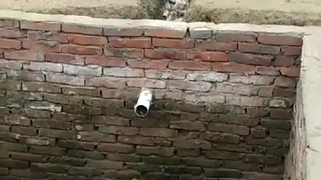 clever dogs jumps out of deep pit