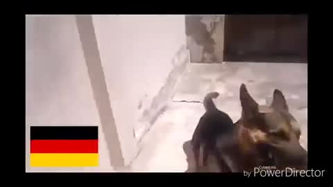 Every Dog In Your Country