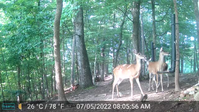 The Woods - 07/05/2022