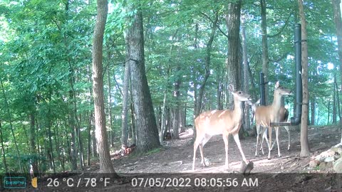The Woods - 07/05/2022