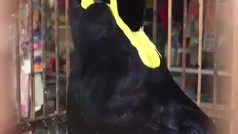 a parrot that is already good at talking