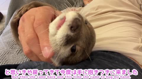 otter attacks its owner with its hips