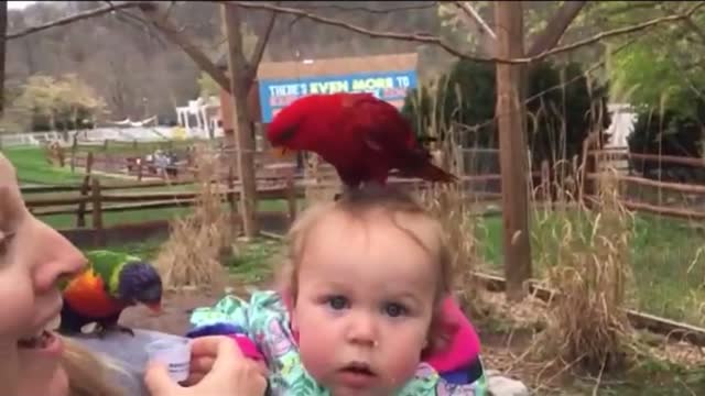 TRY NOT TO LAUGH | Funny Weekend At The Zoo - LAUGH TRIGGER