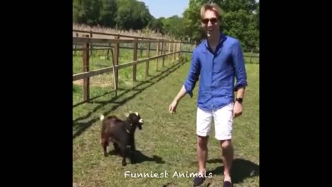 THE MOST CUTEST AND FUN PETS EVER ,CATS , DOGS AND MUCH MORE ..YOU WILL LAUGH LIKE NEVER BEFORE
