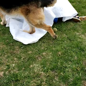 Can't outsmart the German Shepherd