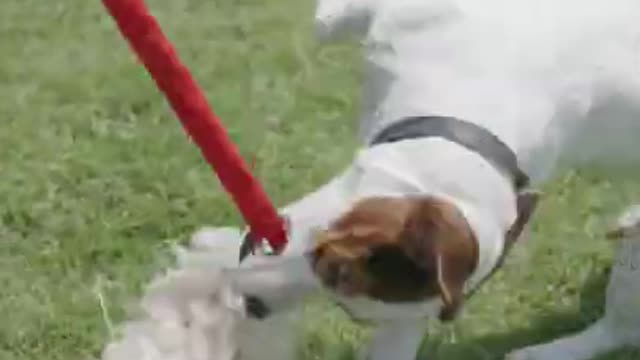 funny dog short videos/ funny animal short video, comedy animals