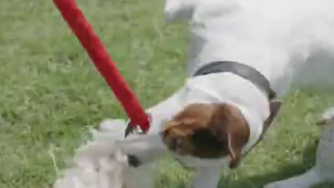 funny dog short videos/ funny animal short video, comedy animals