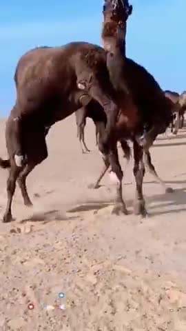 Camel vs camel