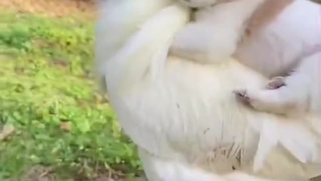 Cat and chiken video-sweet cat and chiken video #beautiful #animal