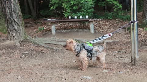 Dog on leash cant wait to be free