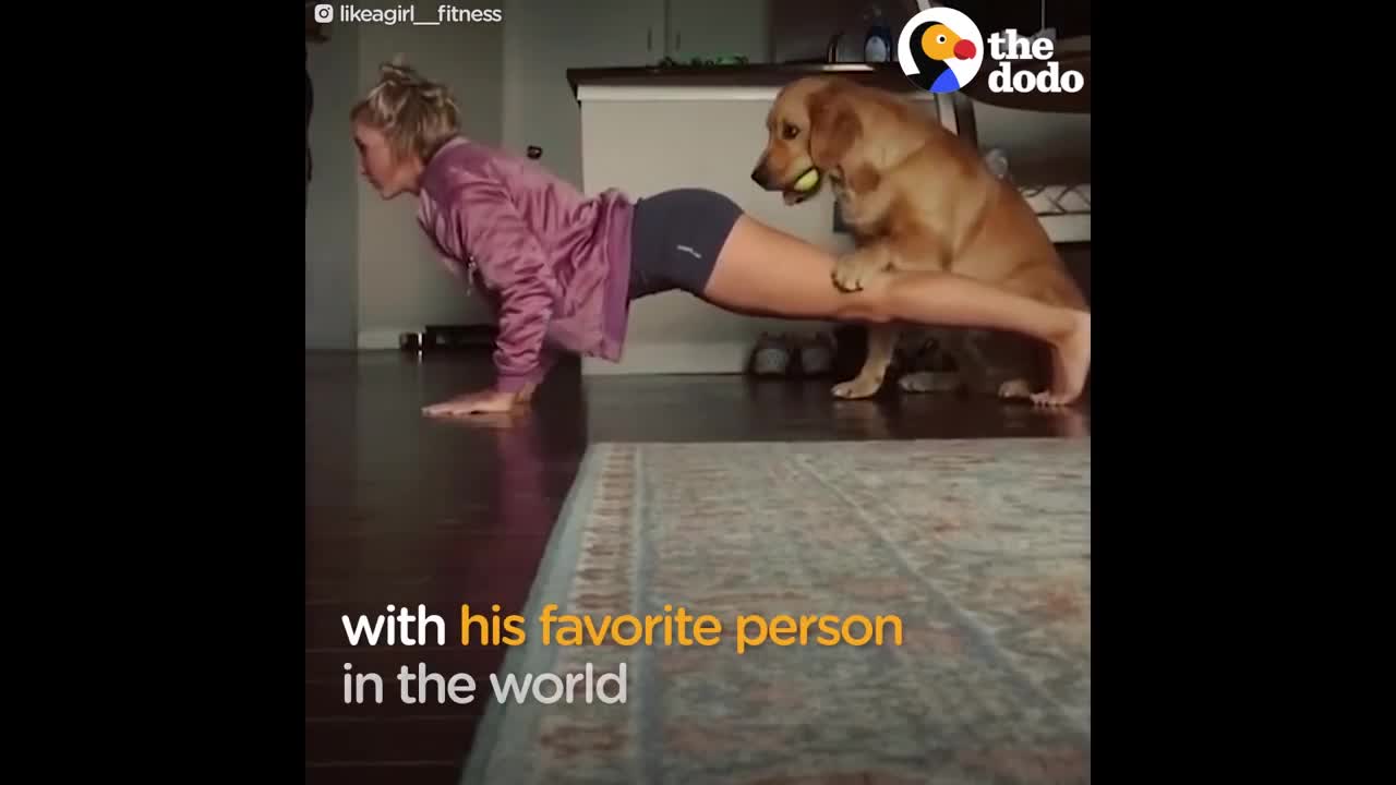 Dog disturbing owner