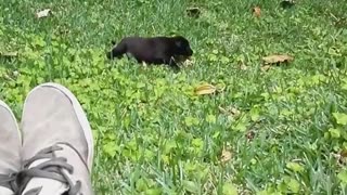 Black puppy bites rolls down hill