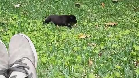 Black puppy bites rolls down hill