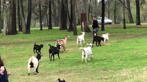 Goat party