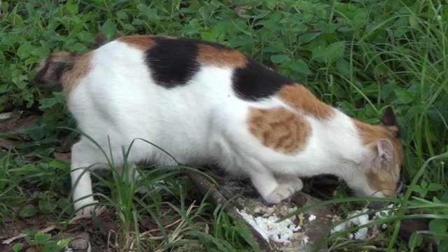 The Cat Has Leftover Meals