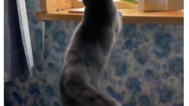 The Regrets Of CAT at My Home