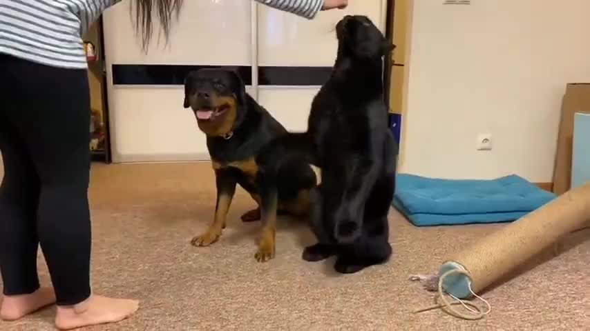 Lazy Panther vs Rottweiler to follow orders