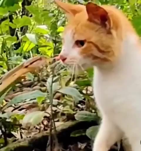 The average cat's reaction time is approximately 20-70 milliseconds Even faster than a snake