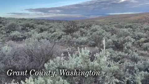 Tiny Rabbits in Big Trouble_ Recovering the Columbia Basin Pygmy Rabbit_1