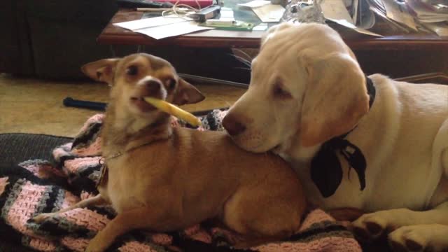 Pup Taunts Doggie Brother With Keep Away