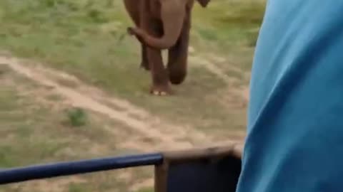 Wild elephant goes crazy on Sri Lankan jeep safari