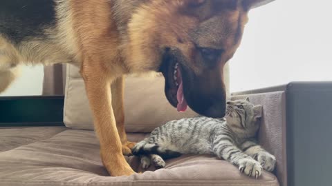 Funny Shepherd Reaction to a lazy Cat